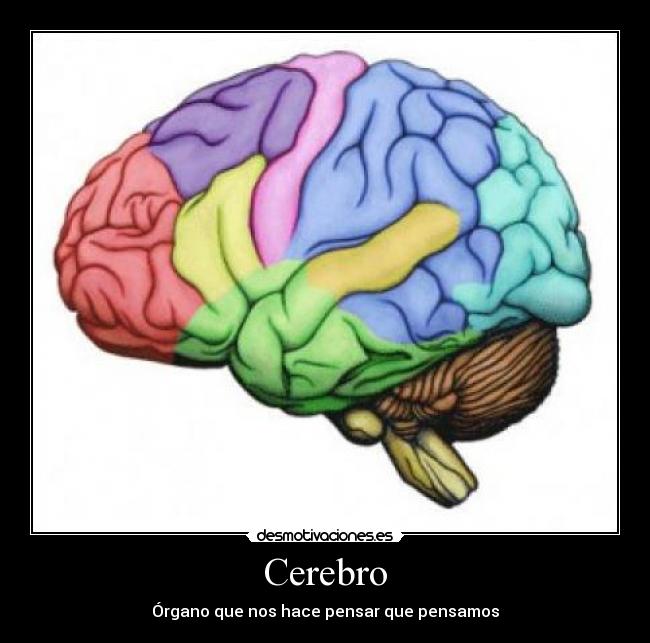 Cerebro -