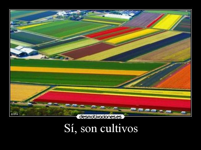Sí, son cultivos -