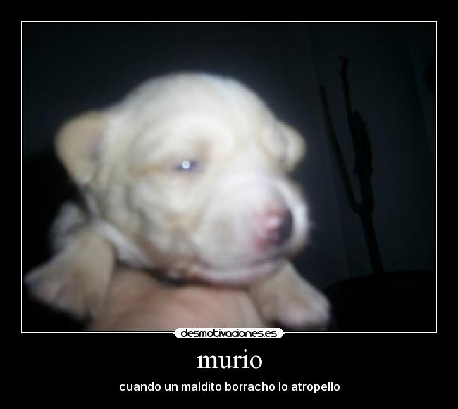murio - cuando un maldito borracho lo atropello