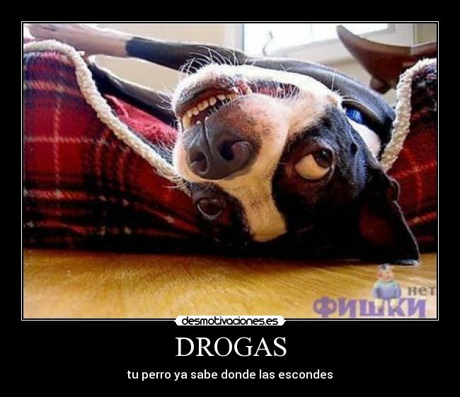 DROGAS - tu perro ya sabe donde las escondes