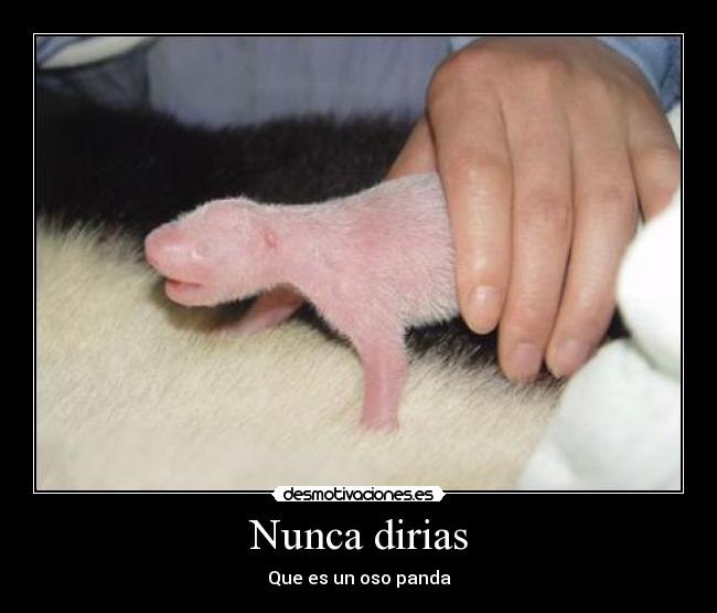 Nunca dirias - Que es un oso panda
