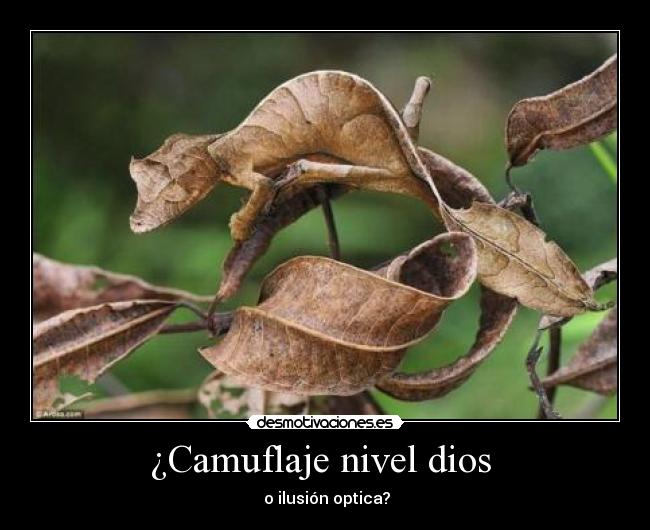 ¿Camuflaje nivel dios  -  o ilusión optica?