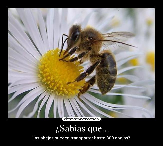 ¿Sabias que... - las abejas pueden transportar hasta 300 abejas?