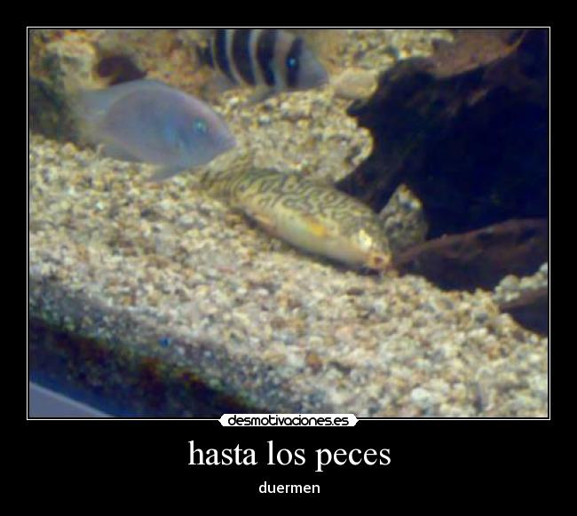 hasta los peces -