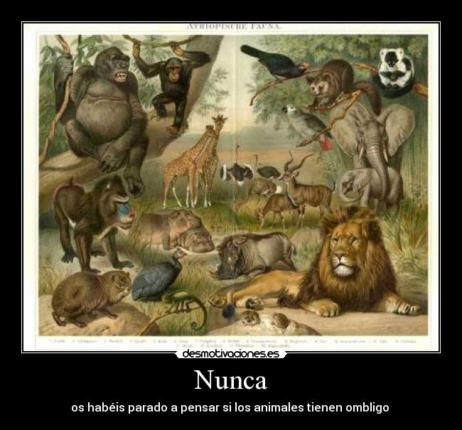 Nunca - os habéis parado a pensar si los animales tienen ombligo
