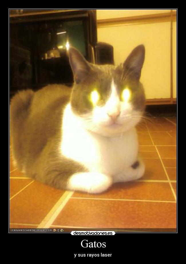 Gatos - 