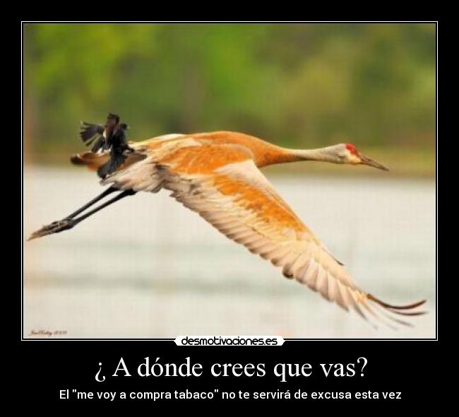 ¿ A dónde crees que vas? -
