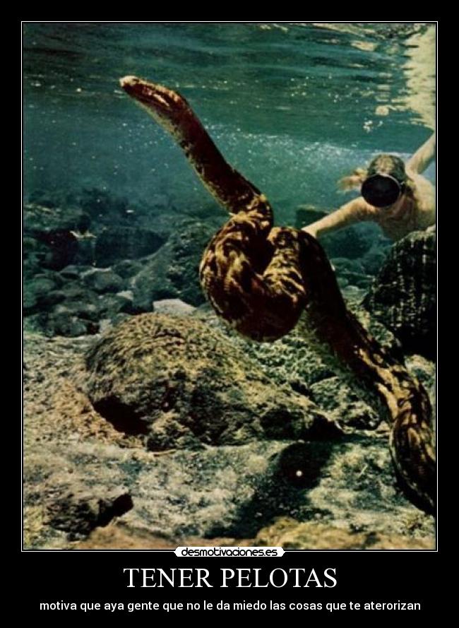 TENER PELOTAS - motiva que aya gente que no le da miedo las cosas que te aterorizan