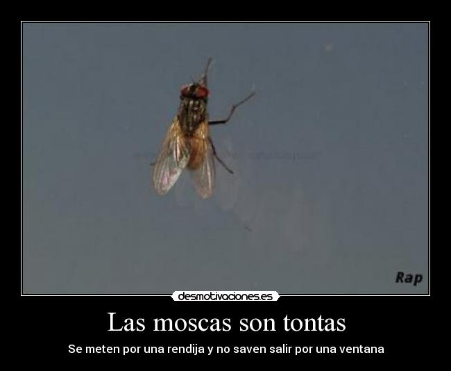 Las moscas son tontas - Se meten por una rendija y no saven salir por una ventana