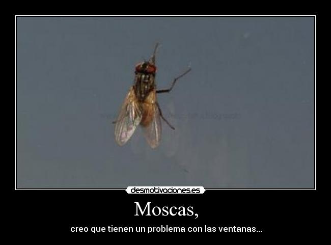 Moscas, - 