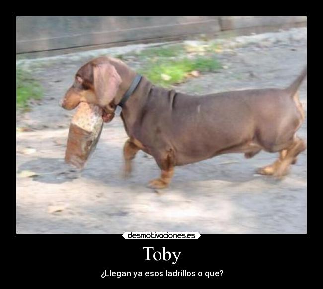 Toby -