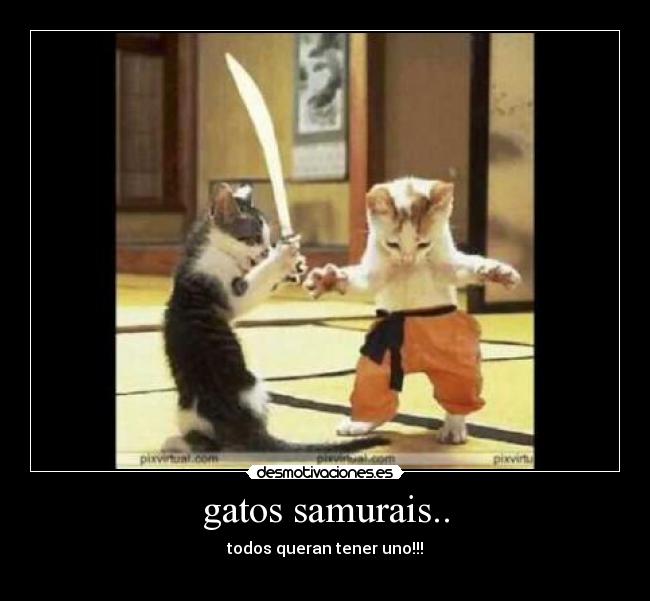 gatos samurais.. - todos queran tener uno!!!