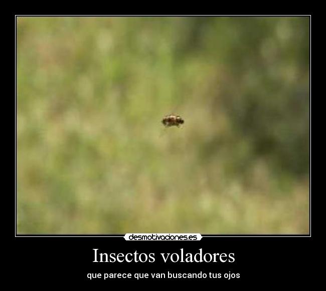 Insectos voladores - que parece que van buscando tus ojos
