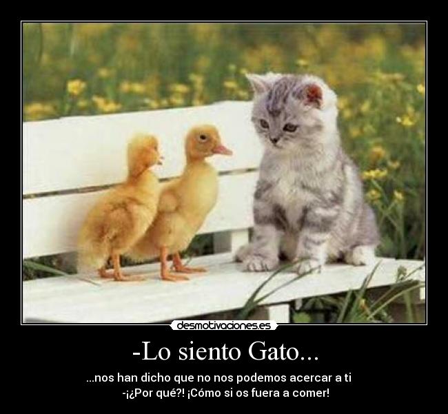 -Lo siento Gato... - 
