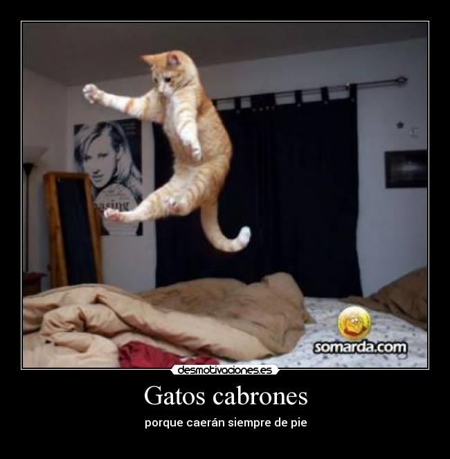 carteles gatos gatos cabrones siempre desmotivaciones