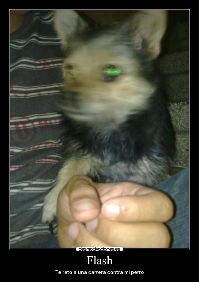 Flash - Te reto a una carrera contra mi perro