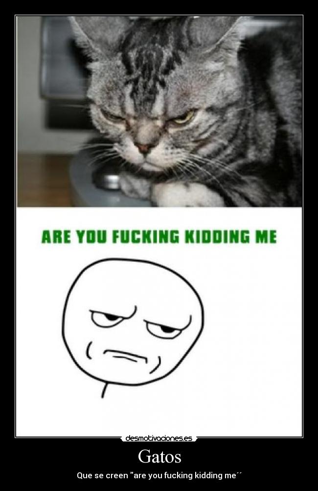 Gatos - Que se creen are you fucking kidding me´´