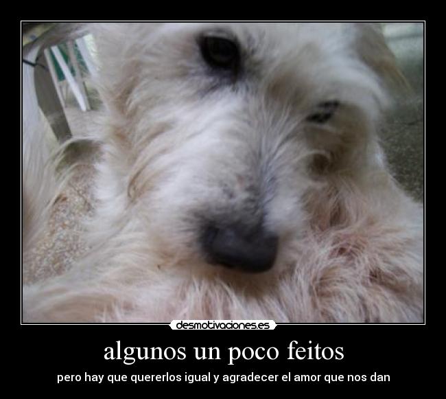 Imágenes y Carteles de PUPI | Desmotivaciones