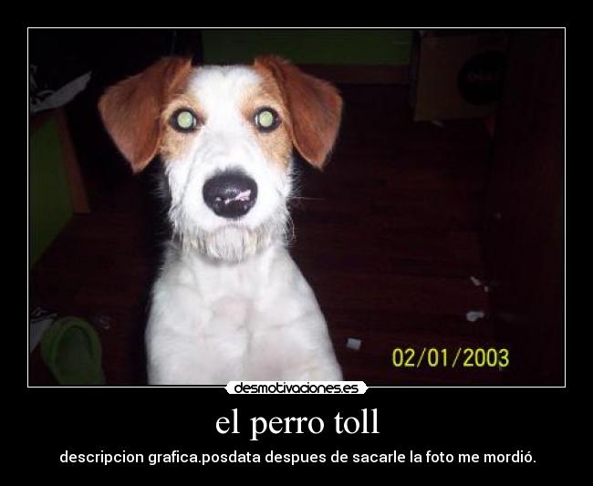 el perro toll -