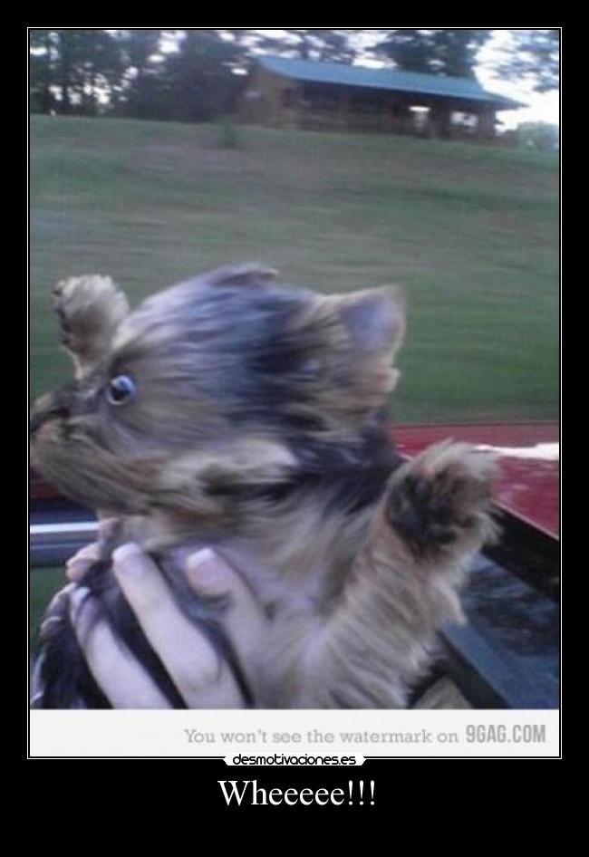 Wheeeee!!! - 