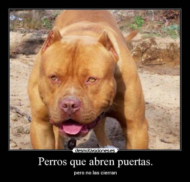 Perros que abren puertas. - pero no las cierran