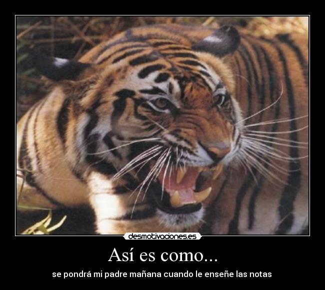 Así es como... - se pondrá mi padre mañana cuando le enseñe las notas 