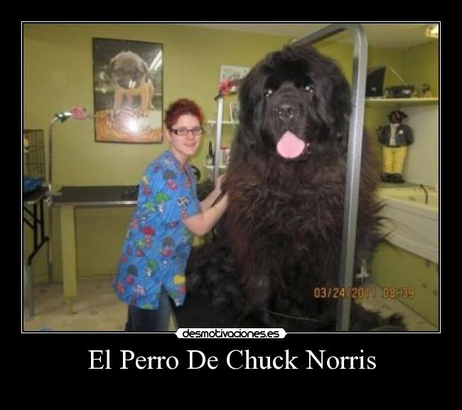 El Perro De Chuck Norris - 