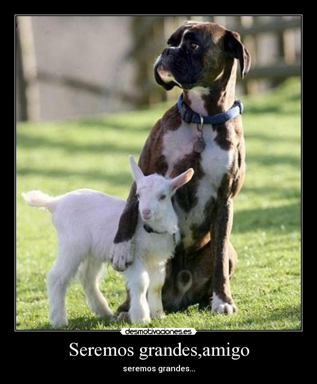 Seremos grandes,amigo -