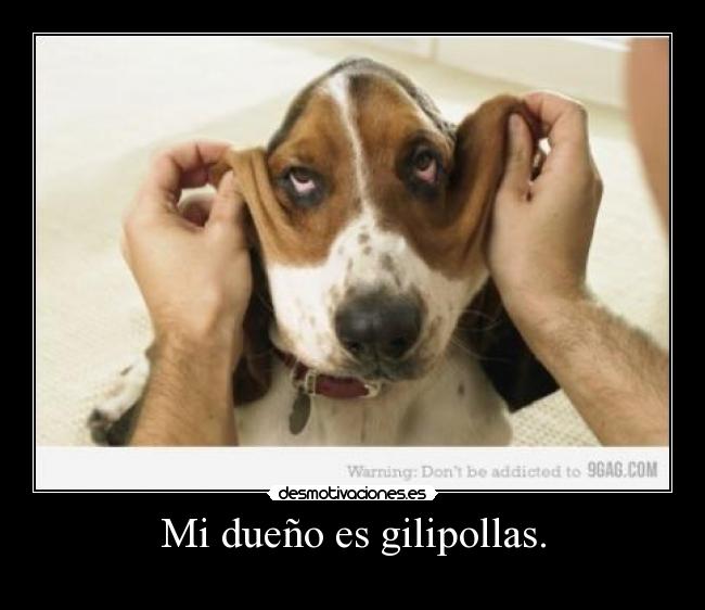 Mi dueño es gilipollas. -