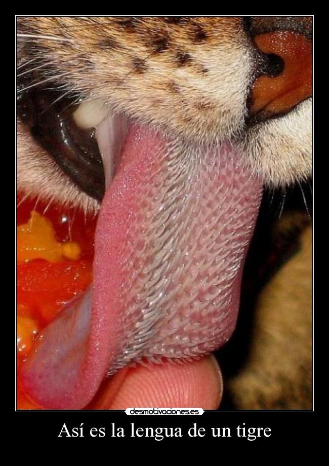 Así es la lengua de un tigre -