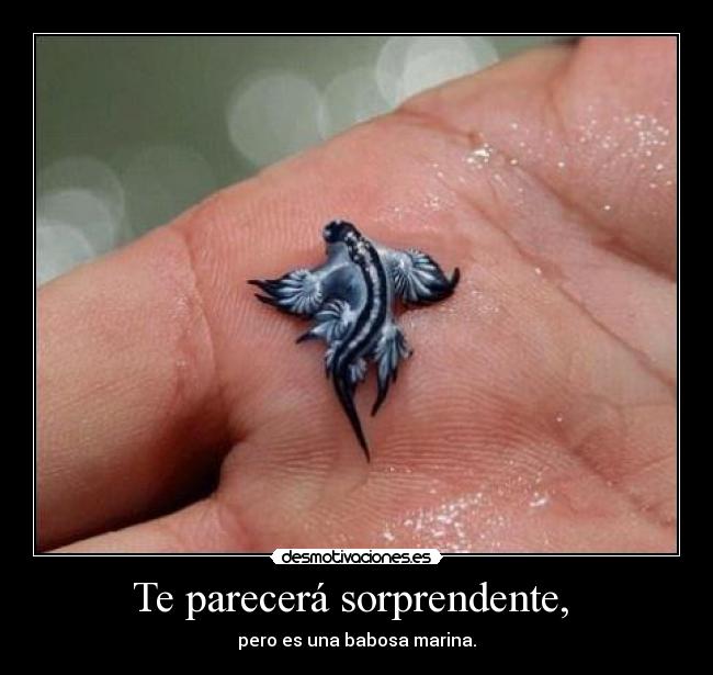 Te parecerá sorprendente, - pero es una babosa marina.
