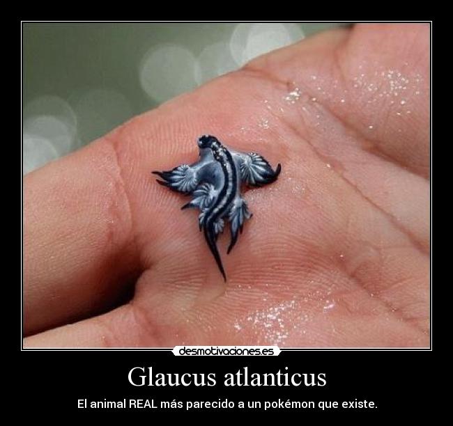 Glaucus atlanticus - El animal REAL más parecido a un pokémon que existe.