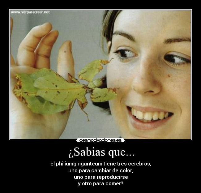 ¿Sabias que... -