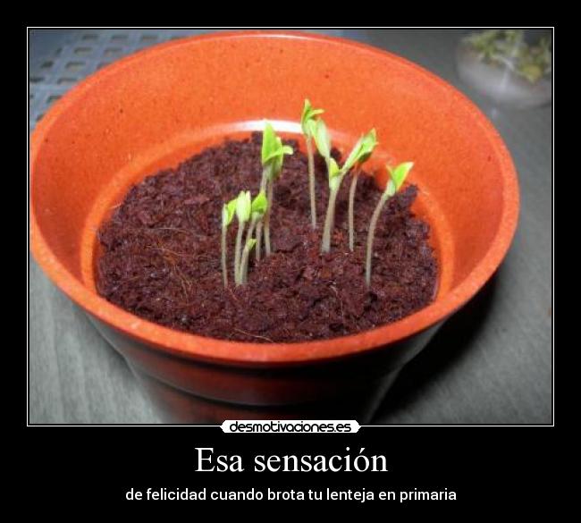 Esa sensación - de felicidad cuando brota tu lenteja en primaria