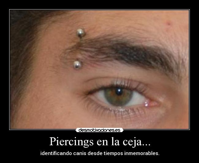 Piercings en la ceja... - identificando canis desde tiempos inmemorables.