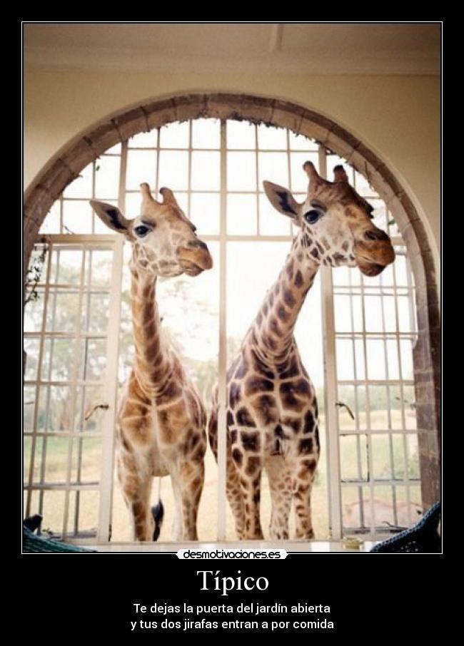 carteles mariangel desmotivaciones