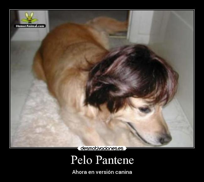Pelo Pantene - Ahora en versión canina