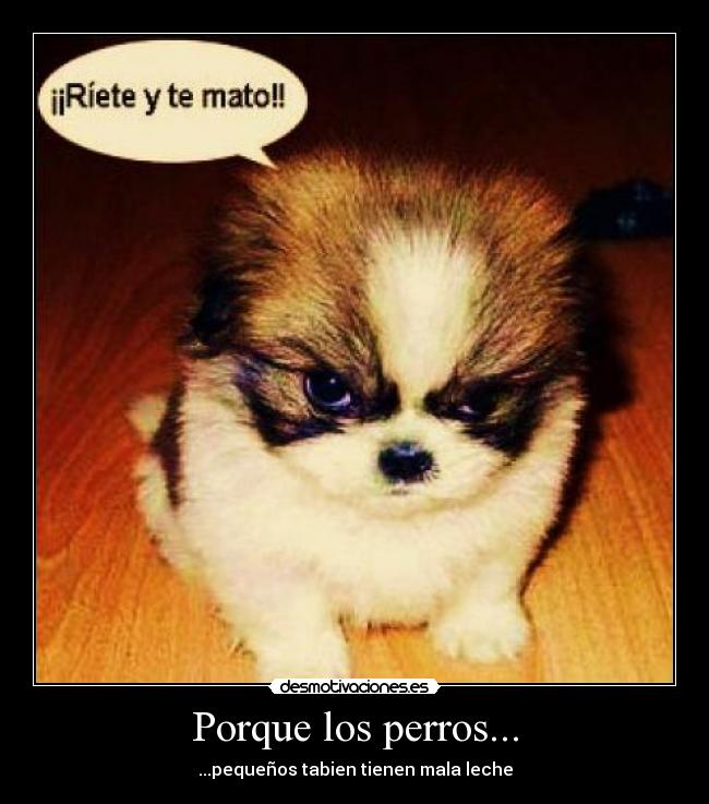 Porque los perros... - ...pequeños tabien tienen mala leche
