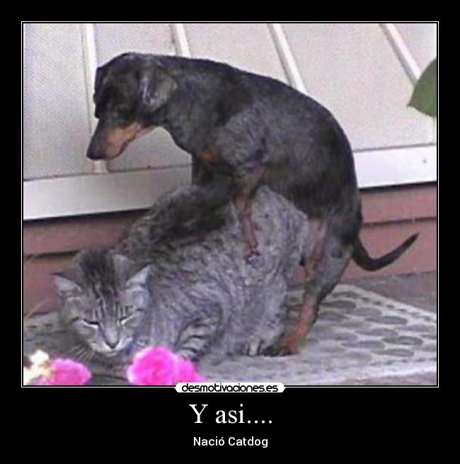 Y asi.... - Nació Catdog