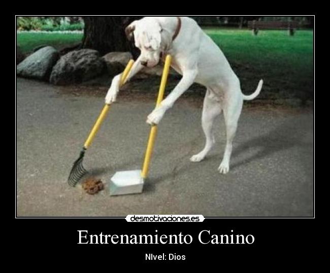 Entrenamiento Canino - NIvel: Dios