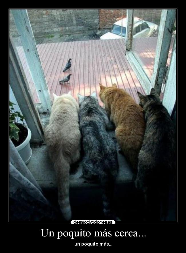 Un poquito más cerca... - un poquito más...