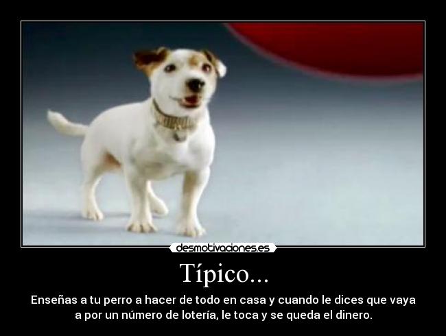 Típico... - Enseñas a tu perro a hacer de todo en casa y cuando le dices que vaya
a por un número de lotería, le toca y se queda el dinero.