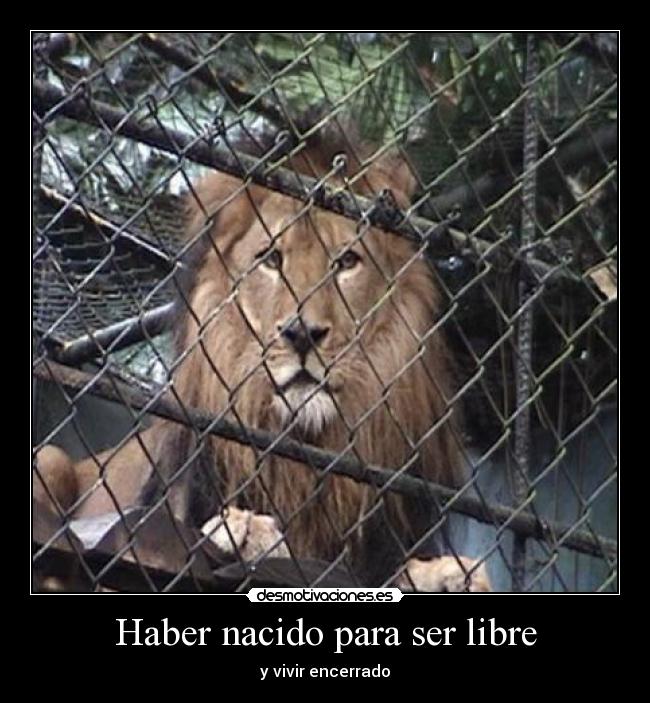 Haber nacido para ser libre - 