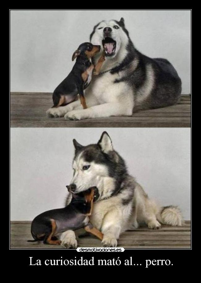 La curiosidad mató al... perro. -