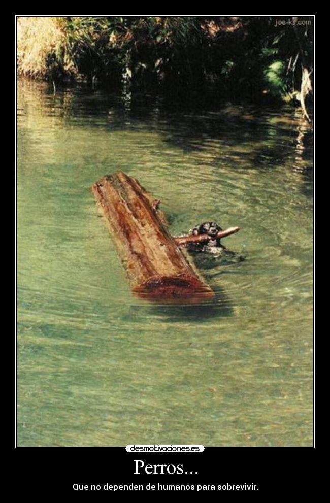 Perros... - 