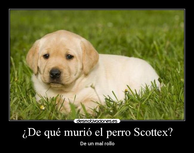 carteles perro scottex rollo desmotivaciones