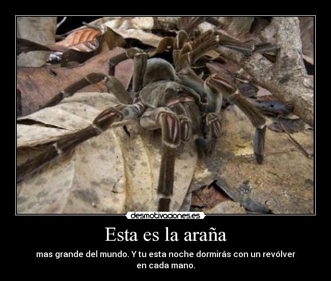 Esta es la araña -