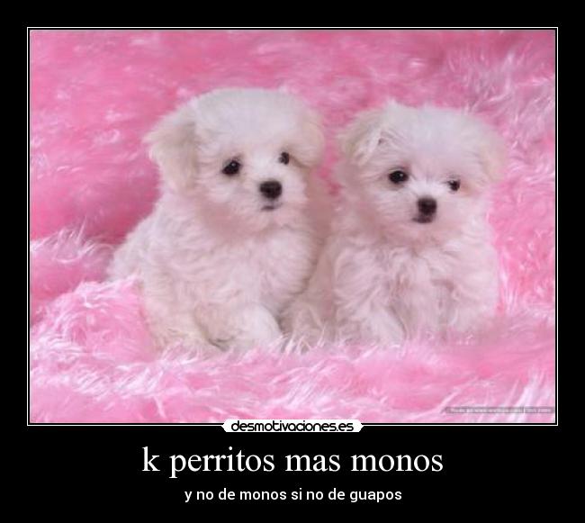 k perritos mas monos -