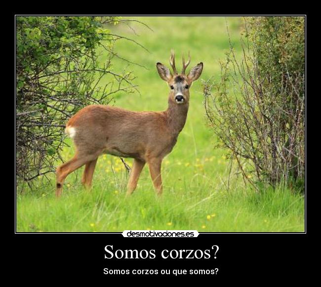 Somos corzos? - 