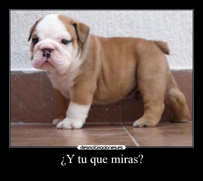 ¿Y tu que miras? -
